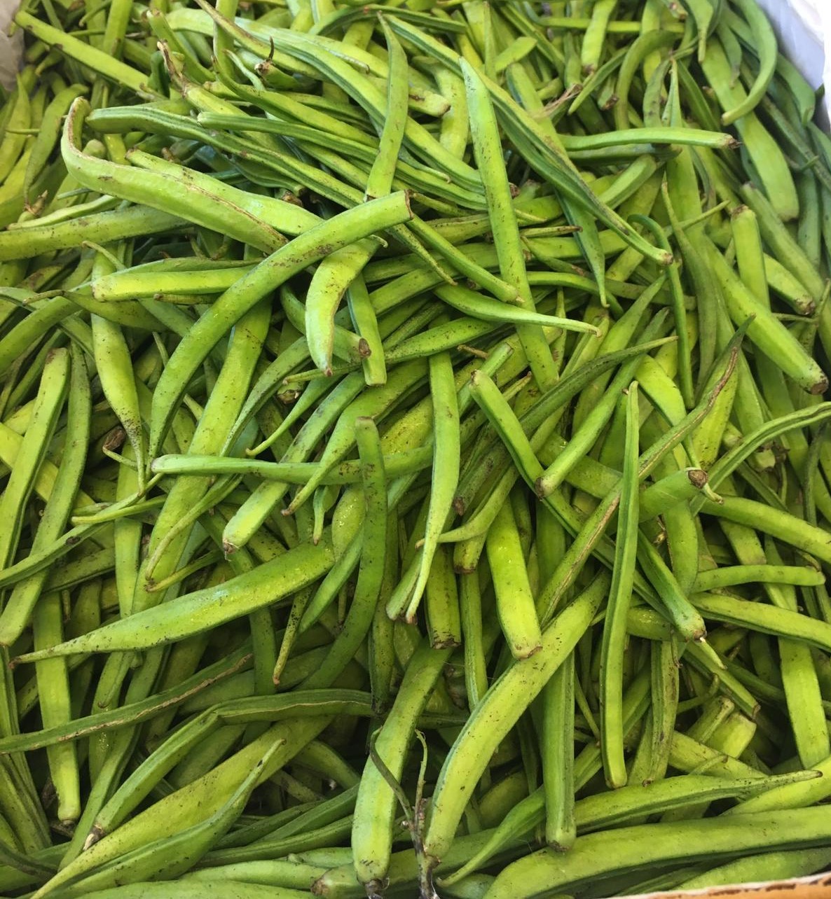 Gawar, Kotthavarangai, Guarbohne, Ghori Kai, Goruchikkudi Kayilu, 250g