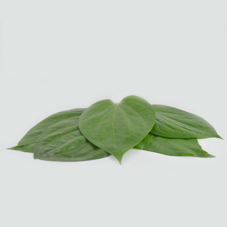 betel-leaf-467×467