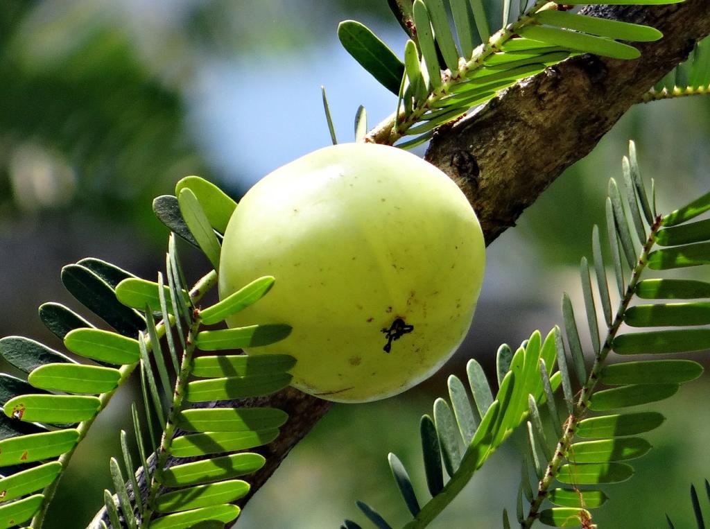 indian-gooseberry-337445_1280-1024×763