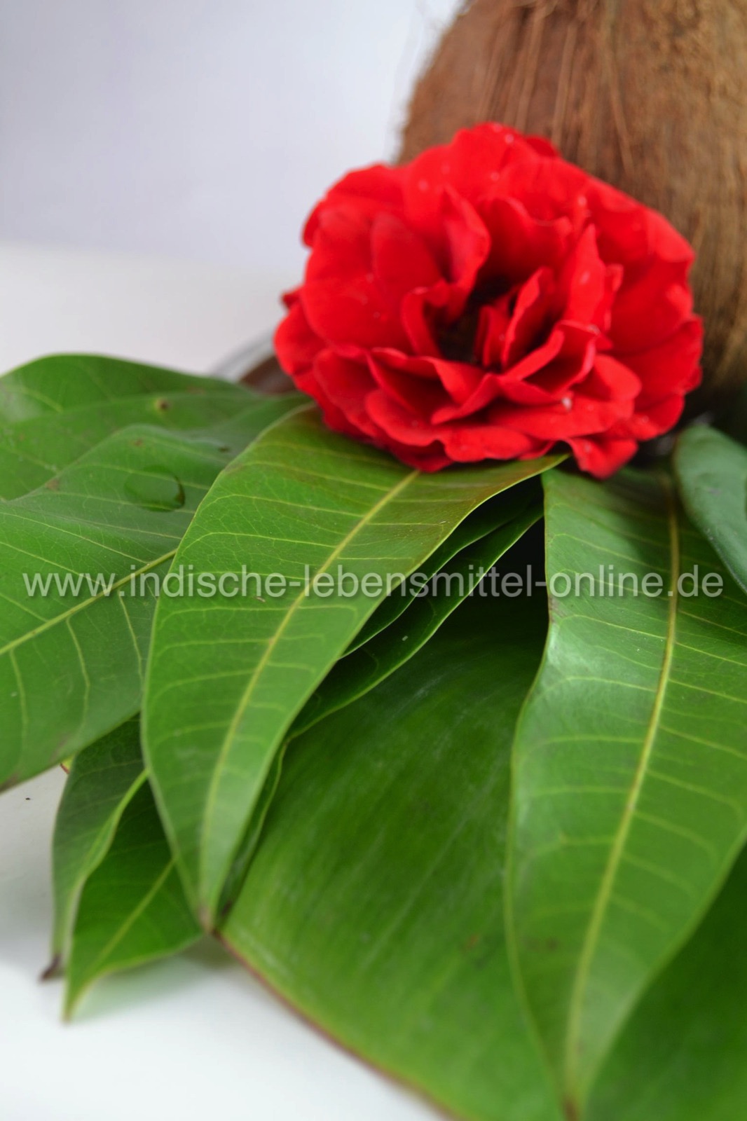 mango-leaf-leaves-mangoblatt-1