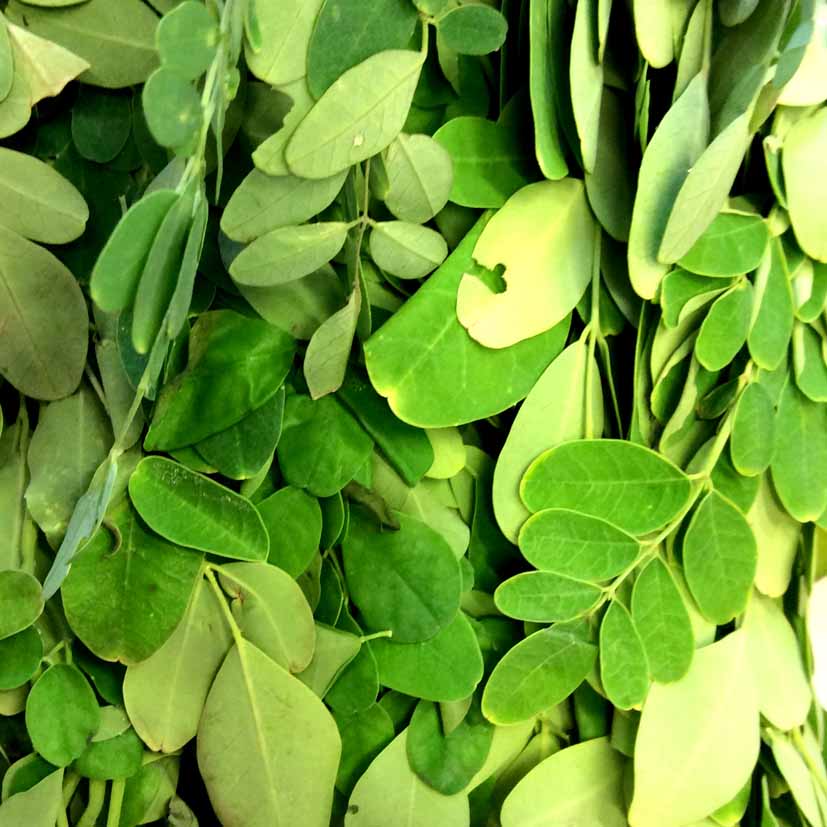 moringa-olifera1