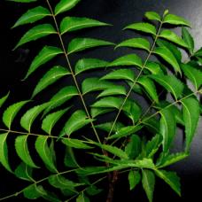 neem-leaves-neem-blaetter