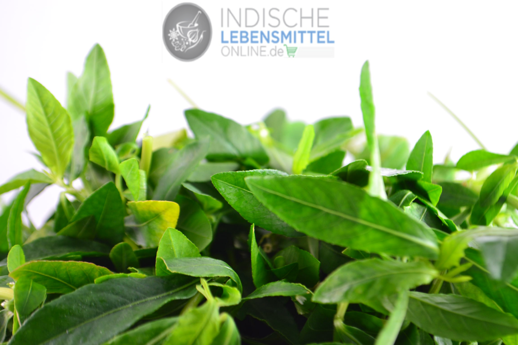 ponnanganni-ponnaganti-aaku-Mukunuwenna-sessile-joyweed-dwarf-copperleaf-1024×683